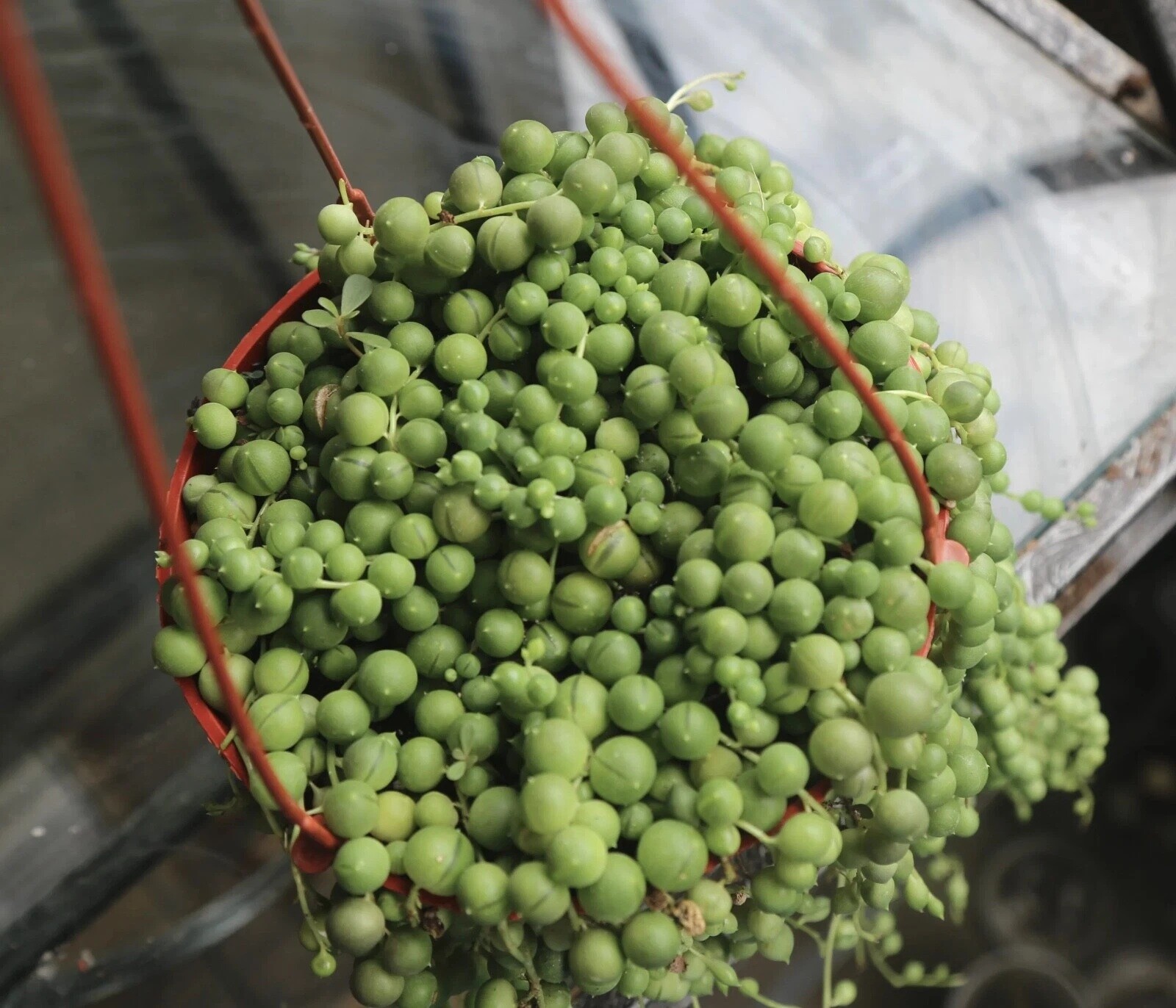 Live Succulent String of Pearls Live Plant Fully Rooted in 4″ Pot with Soil