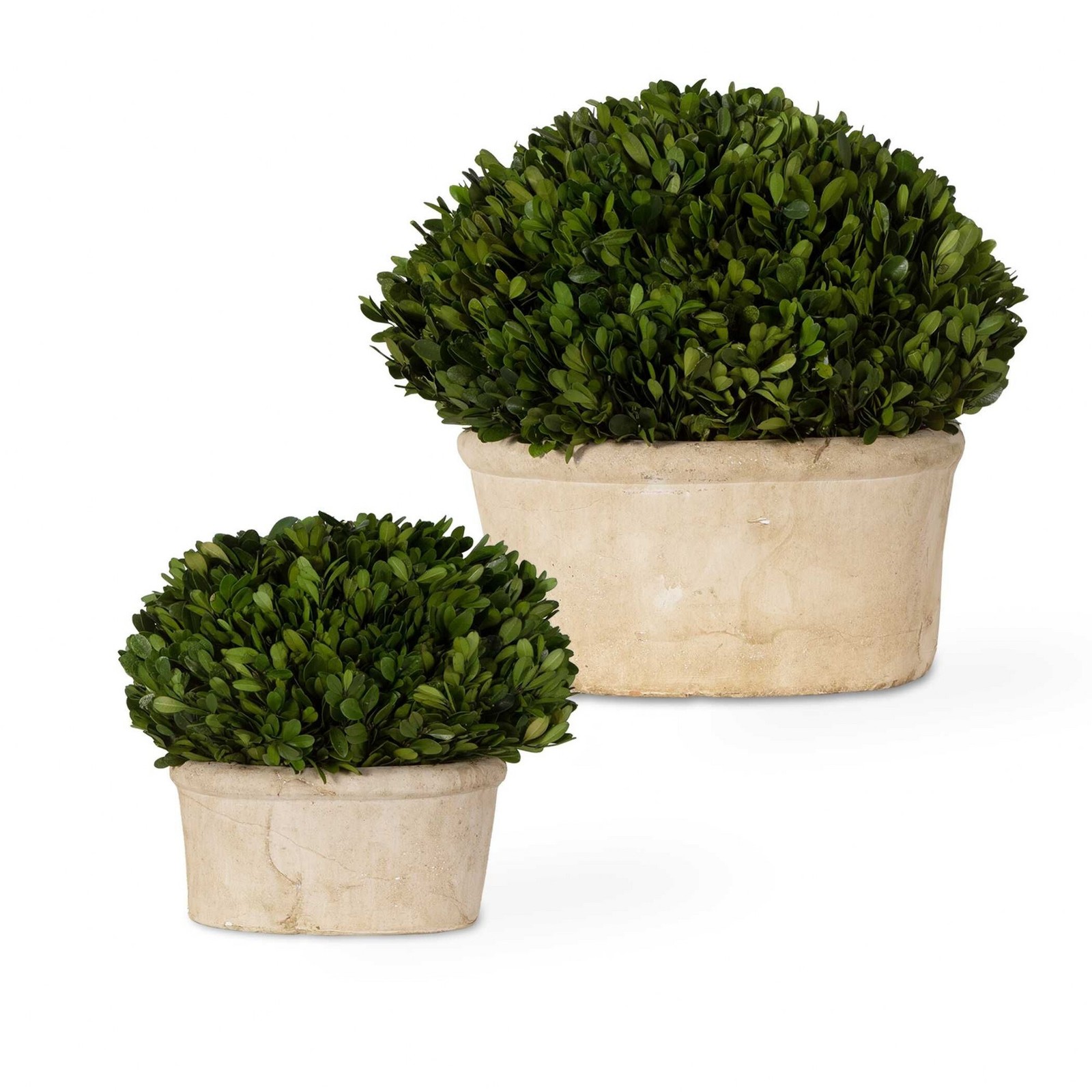 Preserved Boxwood – 14 inch Oval Dome Topiary (Set of 2) Accessories Uttermost