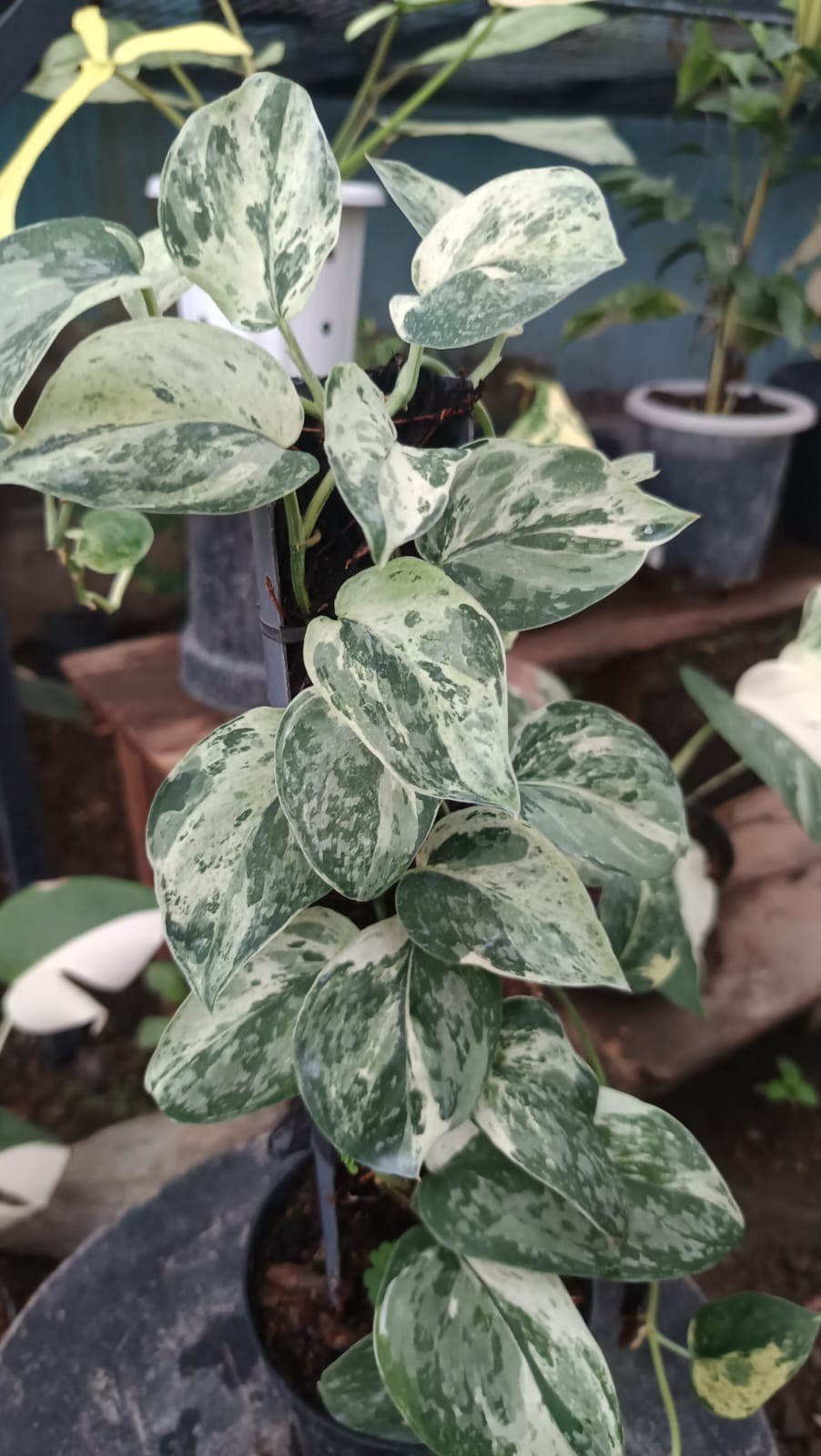 Real Pict Scindapsus Exotica Marble No Id Mutation Variegated Large Size
