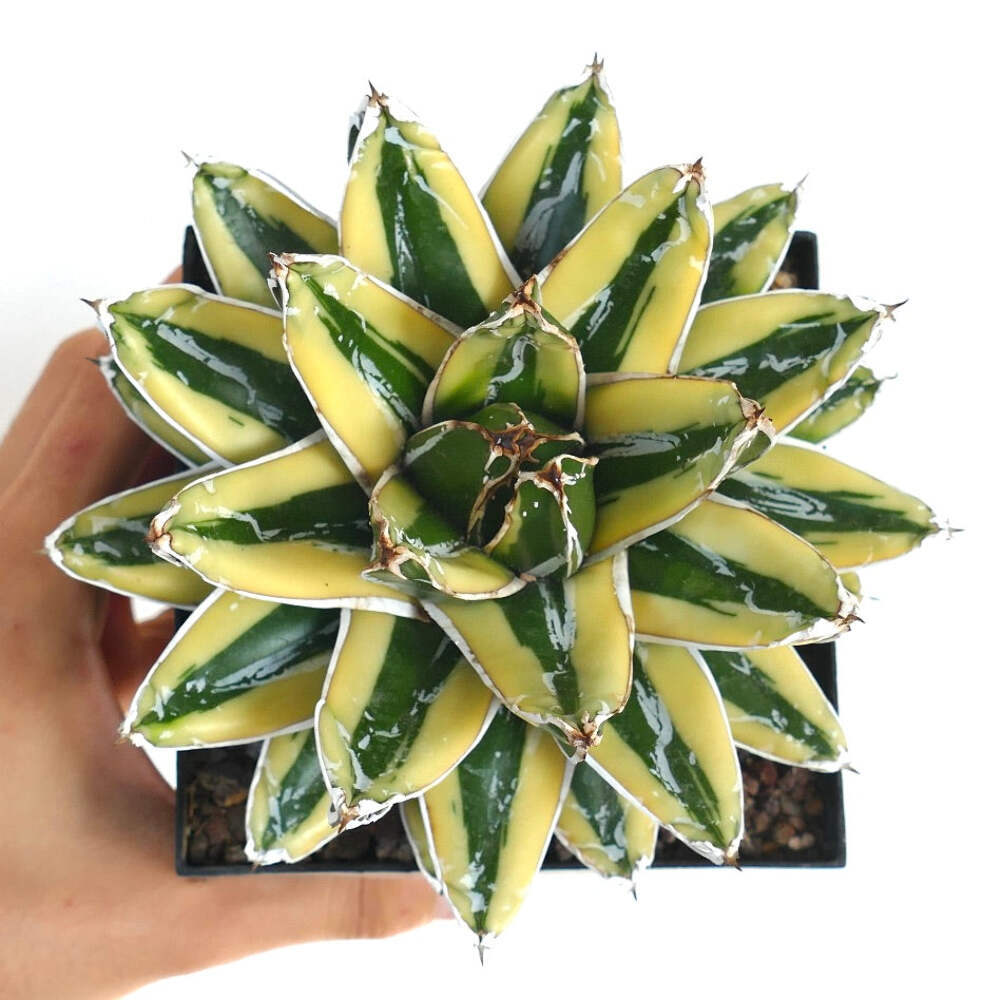 Agave victoriae-reginae cv KIZAN –