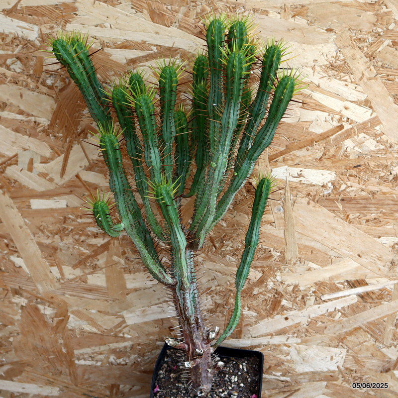D4466 EUPHORBIA ENOPLA pot14-H51-W31 cm MaMa Cactus