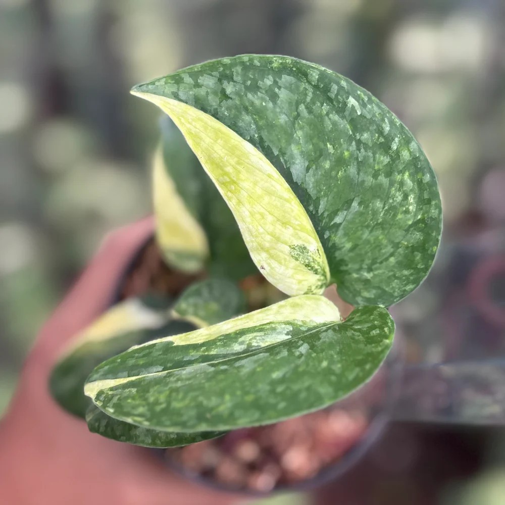 Real Picture Scindapsus Leopard Variegated Rare Plant
