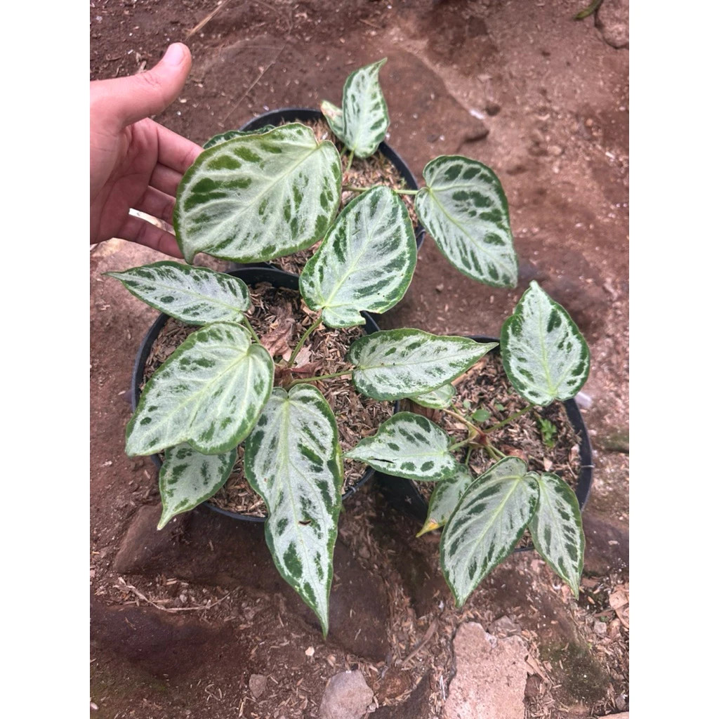 Anthurium silver Chrome Mutation Unique Live Tropical Exotic Plant Rare PL152