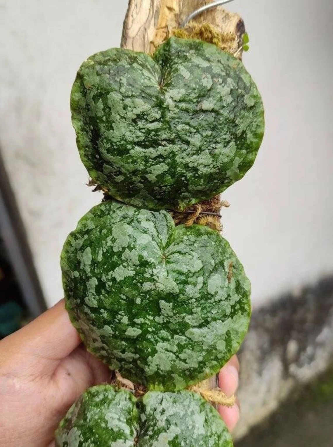 Real Picture Hoya Imbricata Green Rare Plant