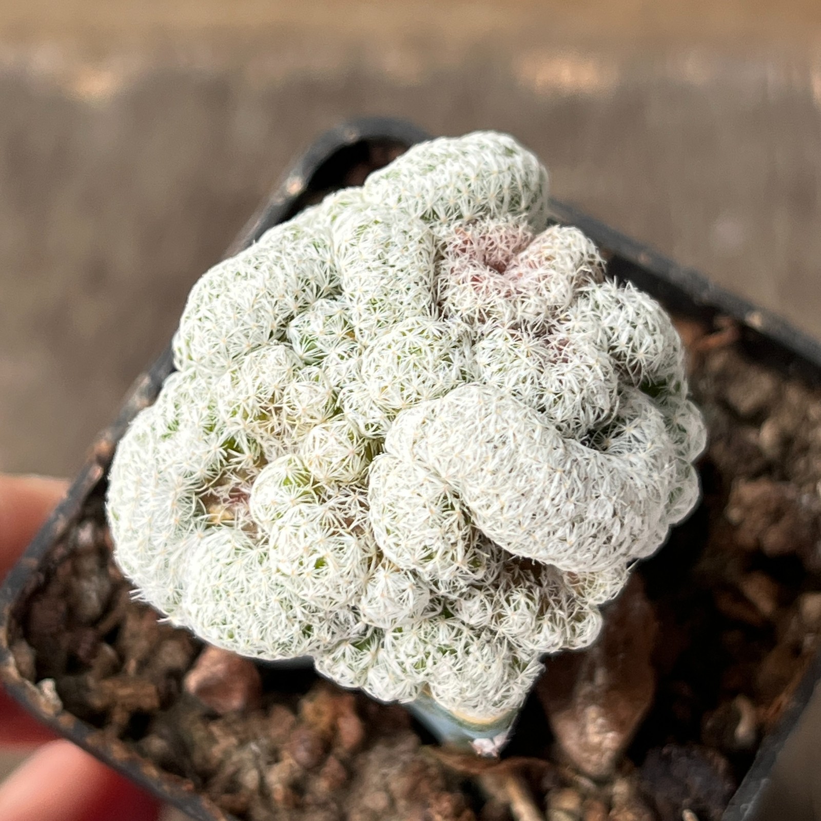 A36-137 Mammillaria herrerae f. cristata, grafted