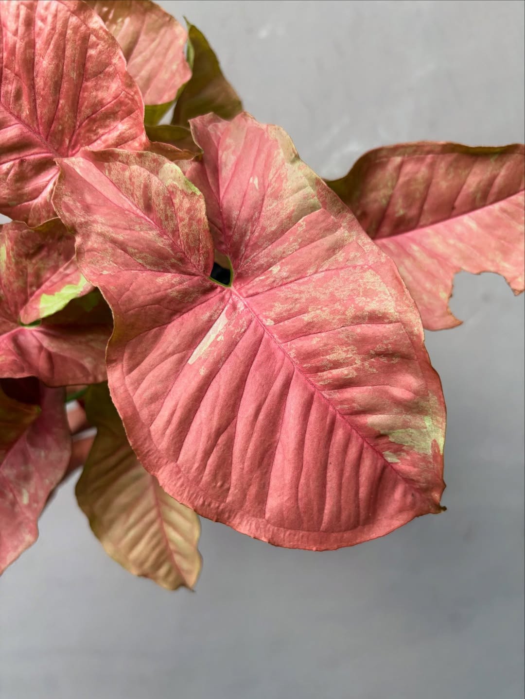 Syngonium Pink Venom Real Picture Large Size Free Phito