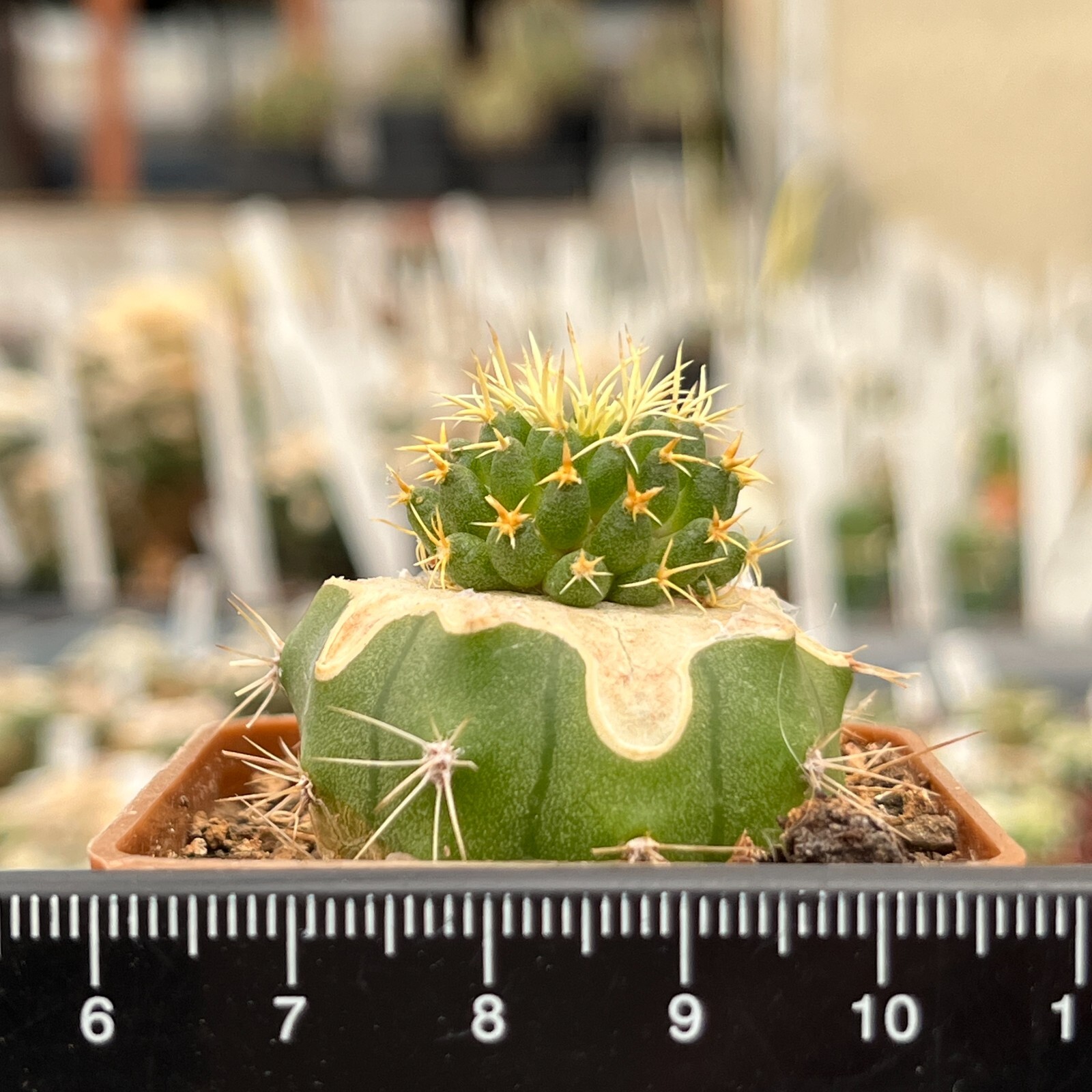 A27-1566. Mammillaria comptotricha cv. “BRV” (Grafted)