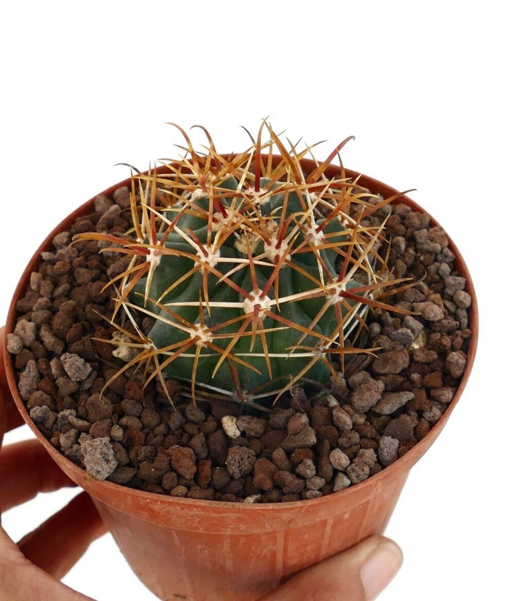 Ferocactus chrysacanthus ORANGE spines – Golden barrel cactus | Golden spined ba