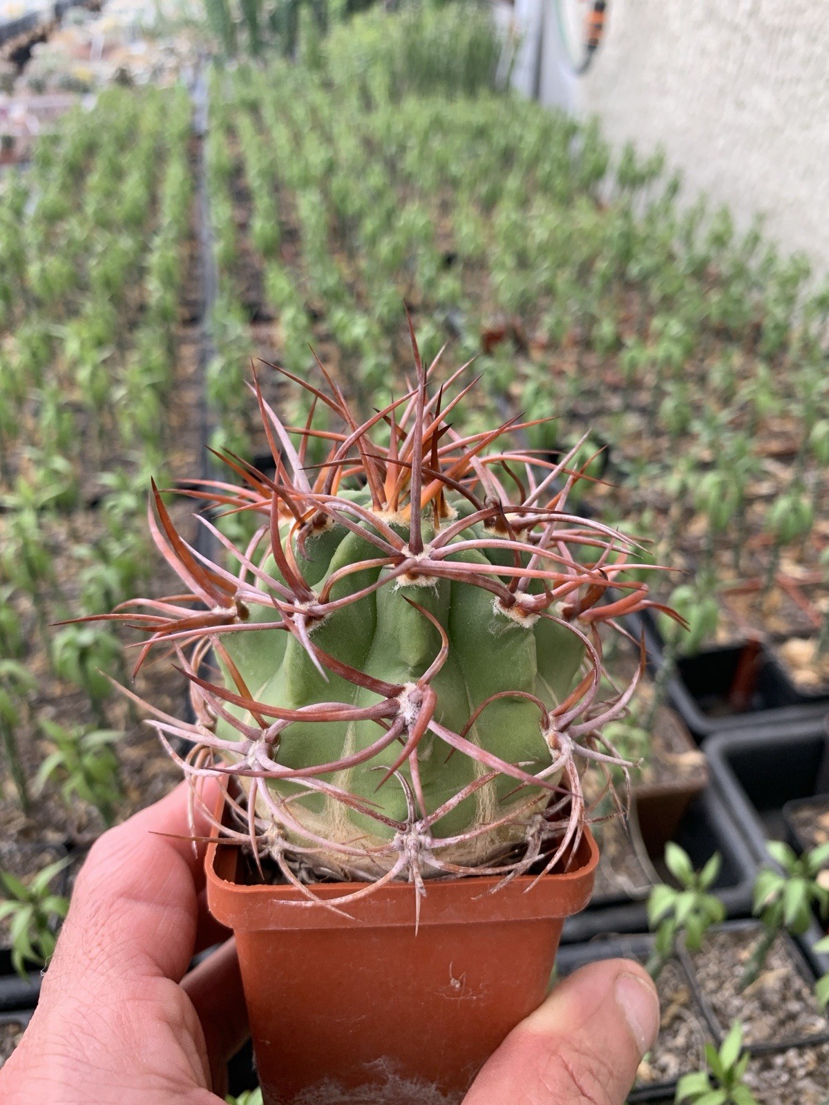 A14-826.Denmoza, rhodacantha, Pot 6 Cm, own root, seedling 2015