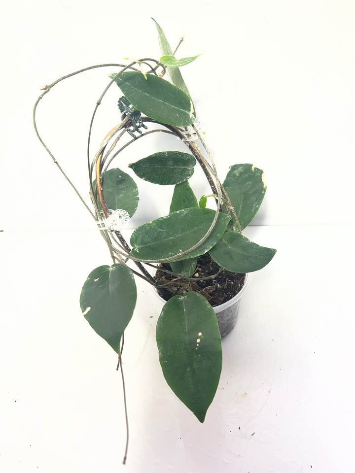 Hoya inflata Sp Papua Rare Variegated, Real Picture, Aroid Houseplant