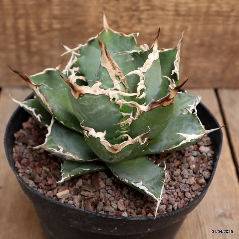 D120 AGAVE TITANOTA pot14-H9-W13 cm MaMa Cactus