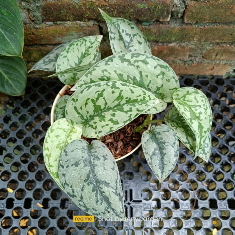 Scindapsus silver lady, Rare Variegated, Real Picture, Aroid Houseplant
