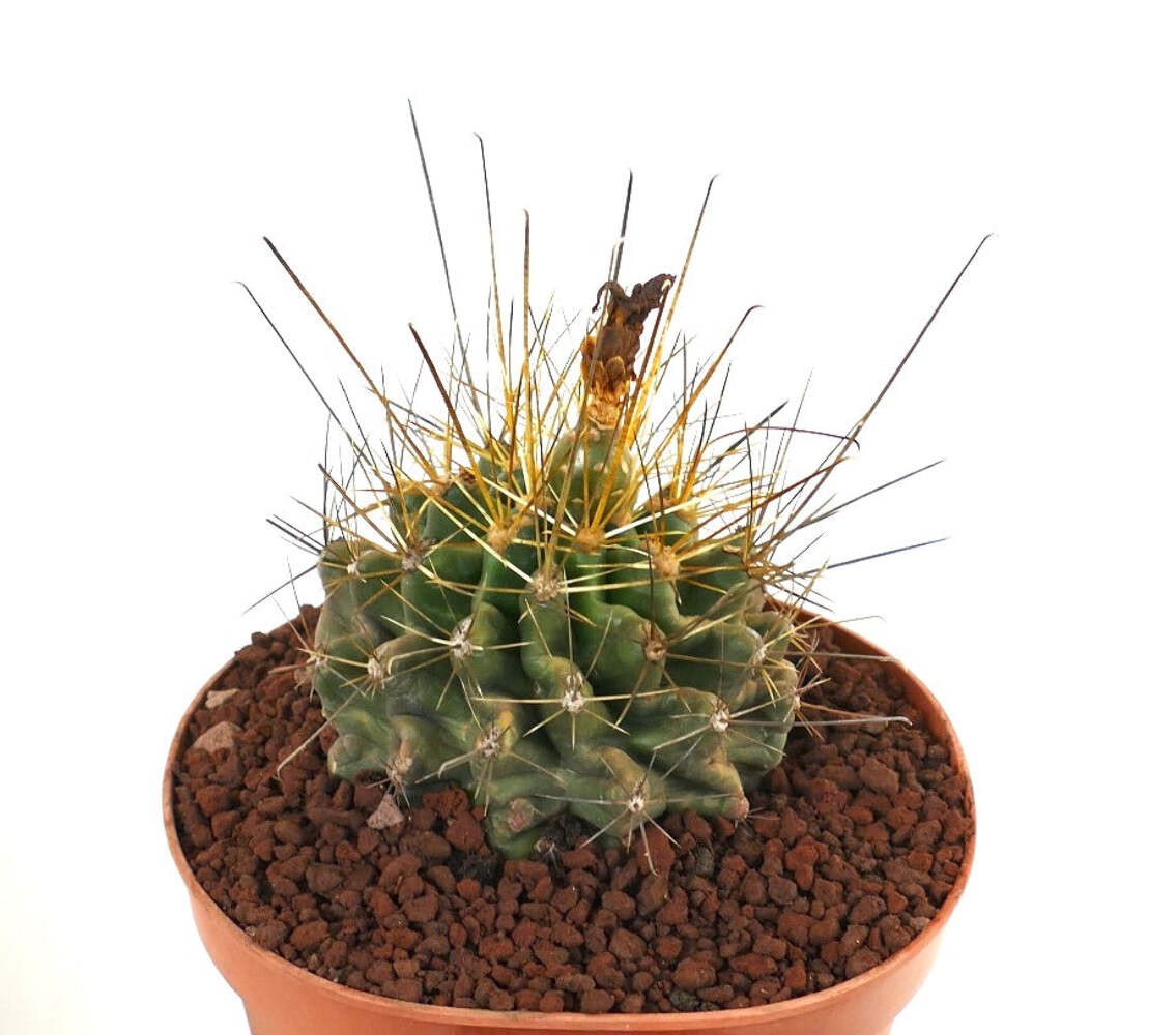 Ferocactus hamatacanthus SELECTED & LONG SPINES – Hooked barrel cactus | Texas b