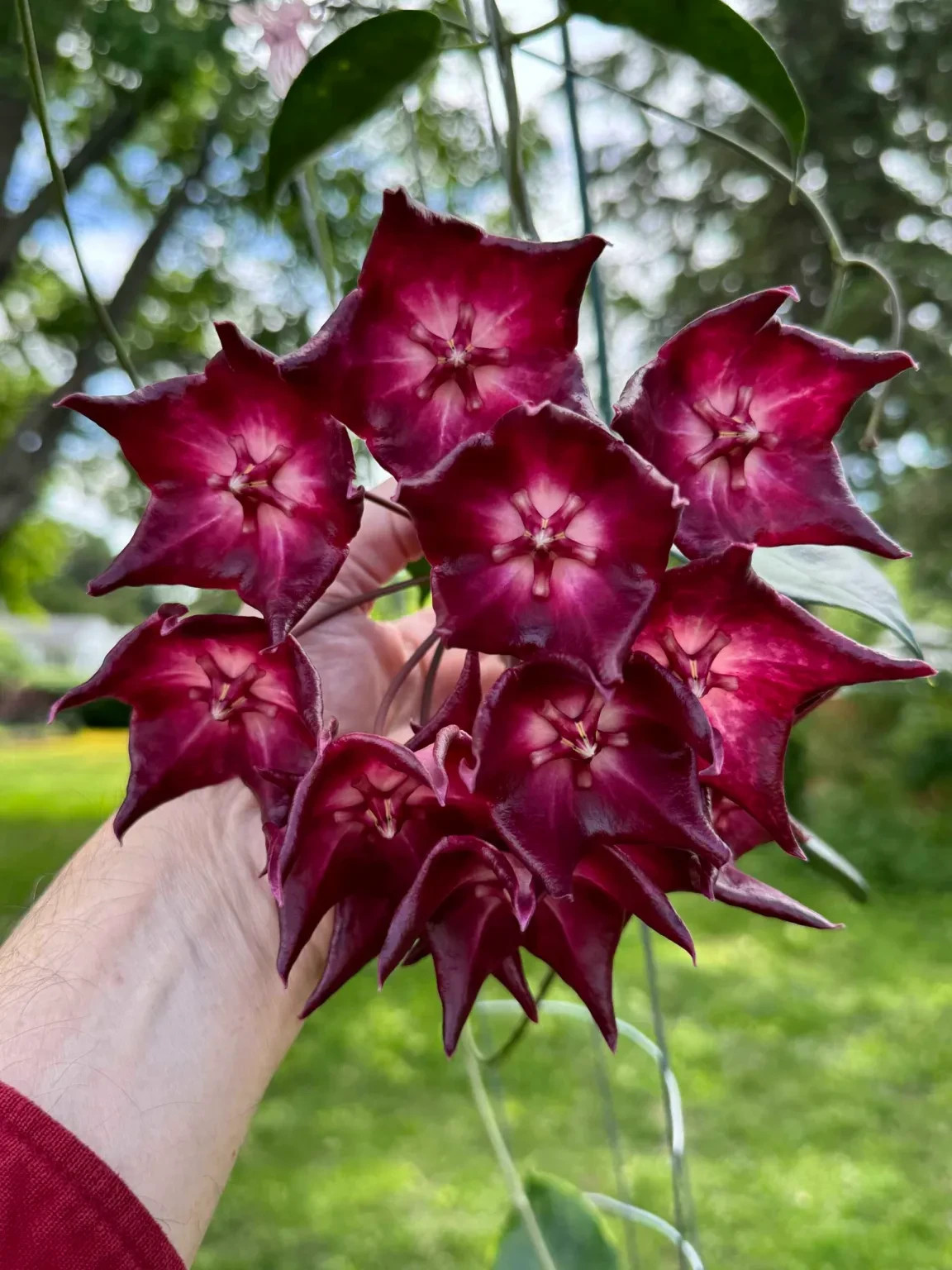 Hoya Macgillivrayi Rare Plant