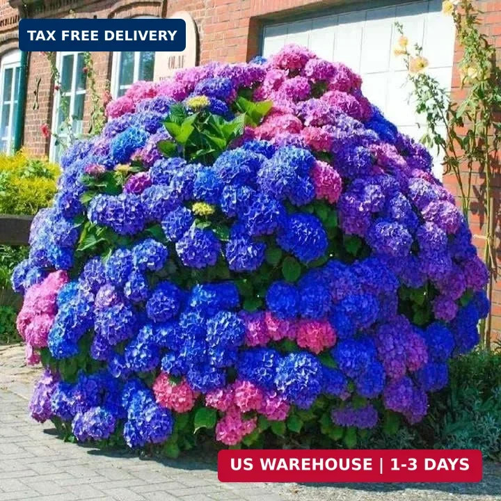 30pcs Blue Pink Purple Hydrangea Seeds – Stunning and Resilient Perennial Flower