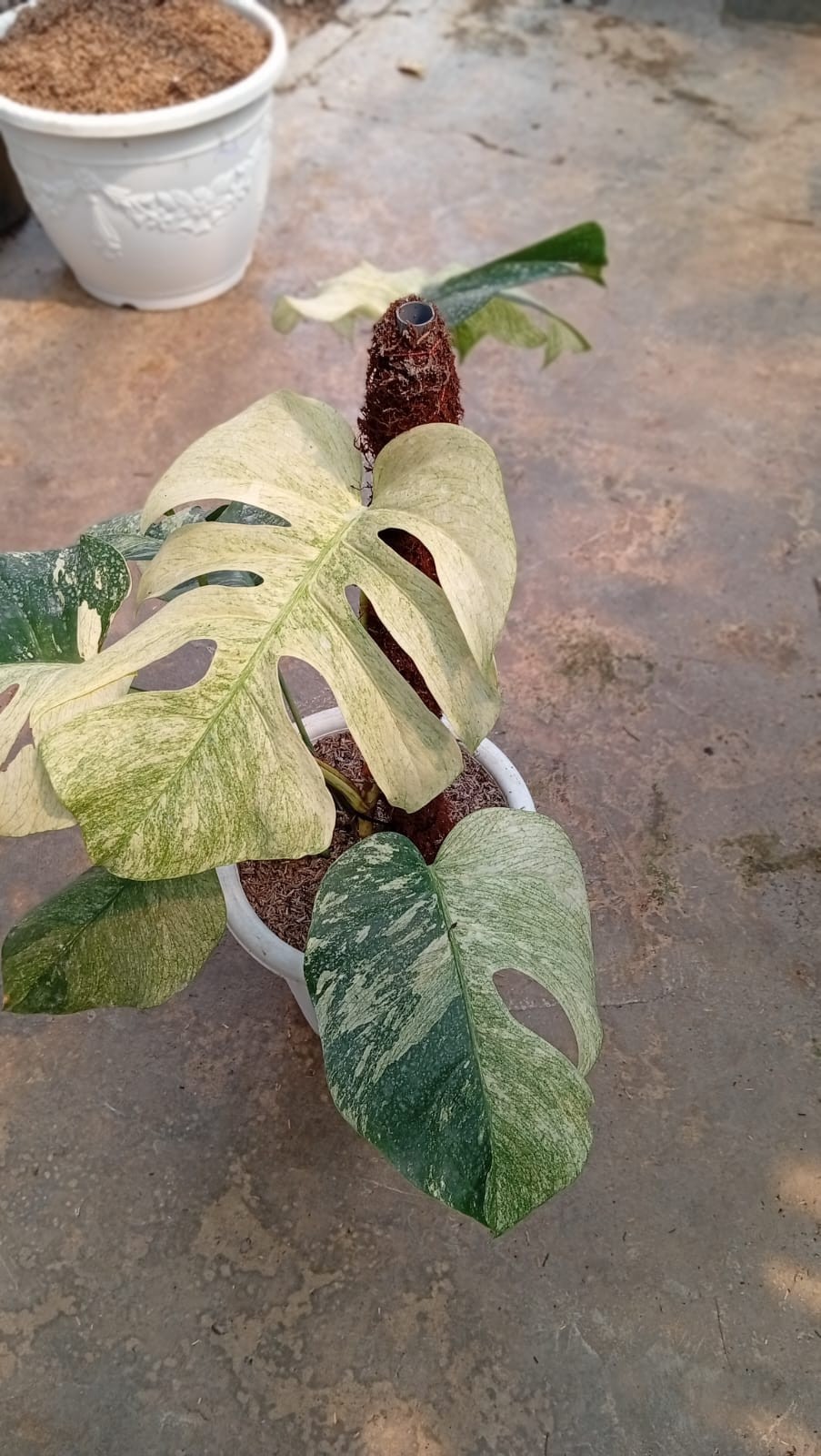Real Pict Monstera White Mint Variegated 6 Leaves Rare Tropical Plant