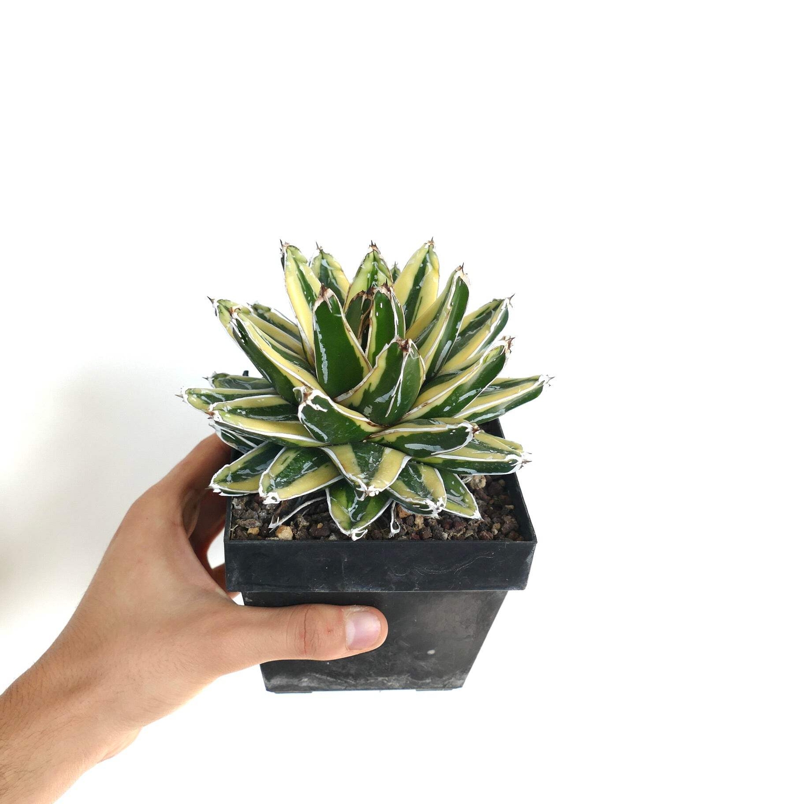 Agave victoriae-reginae cv KIZAN –