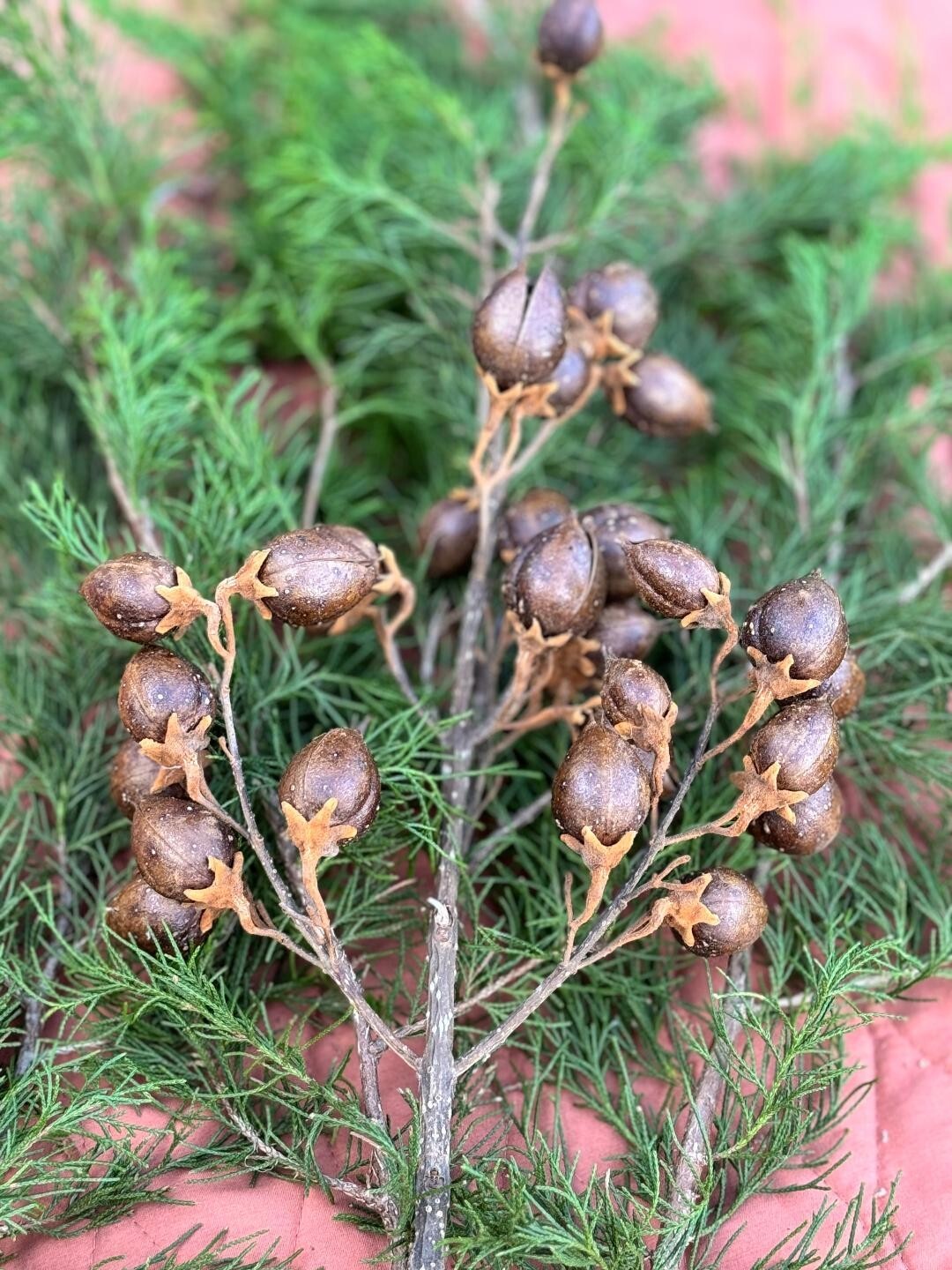 All natural dry seed pods for decoration, floral arrangements, wreaths, ornament