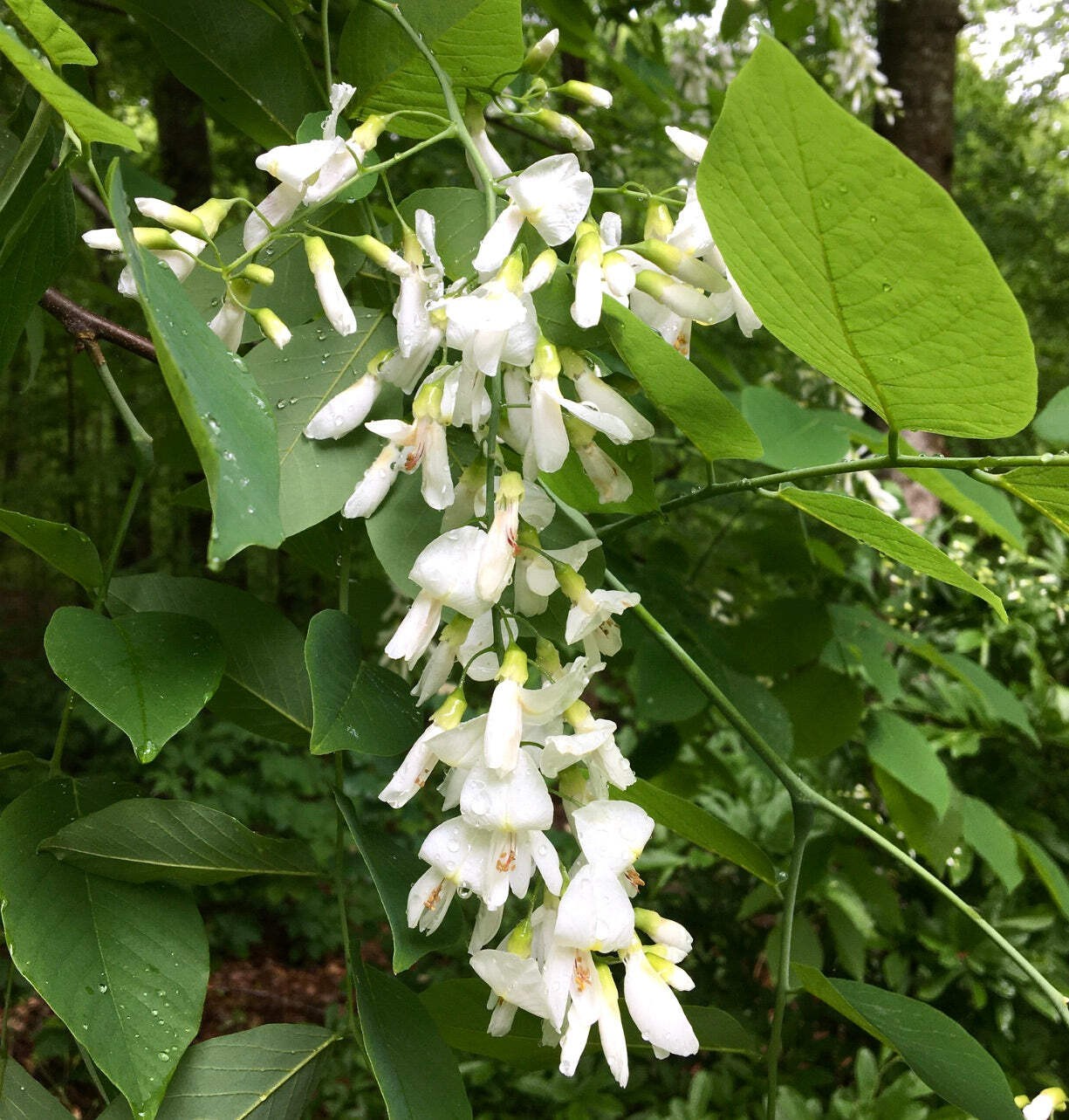 Cladrastis kentukea – American yellowwood | Kentucky yellowwood