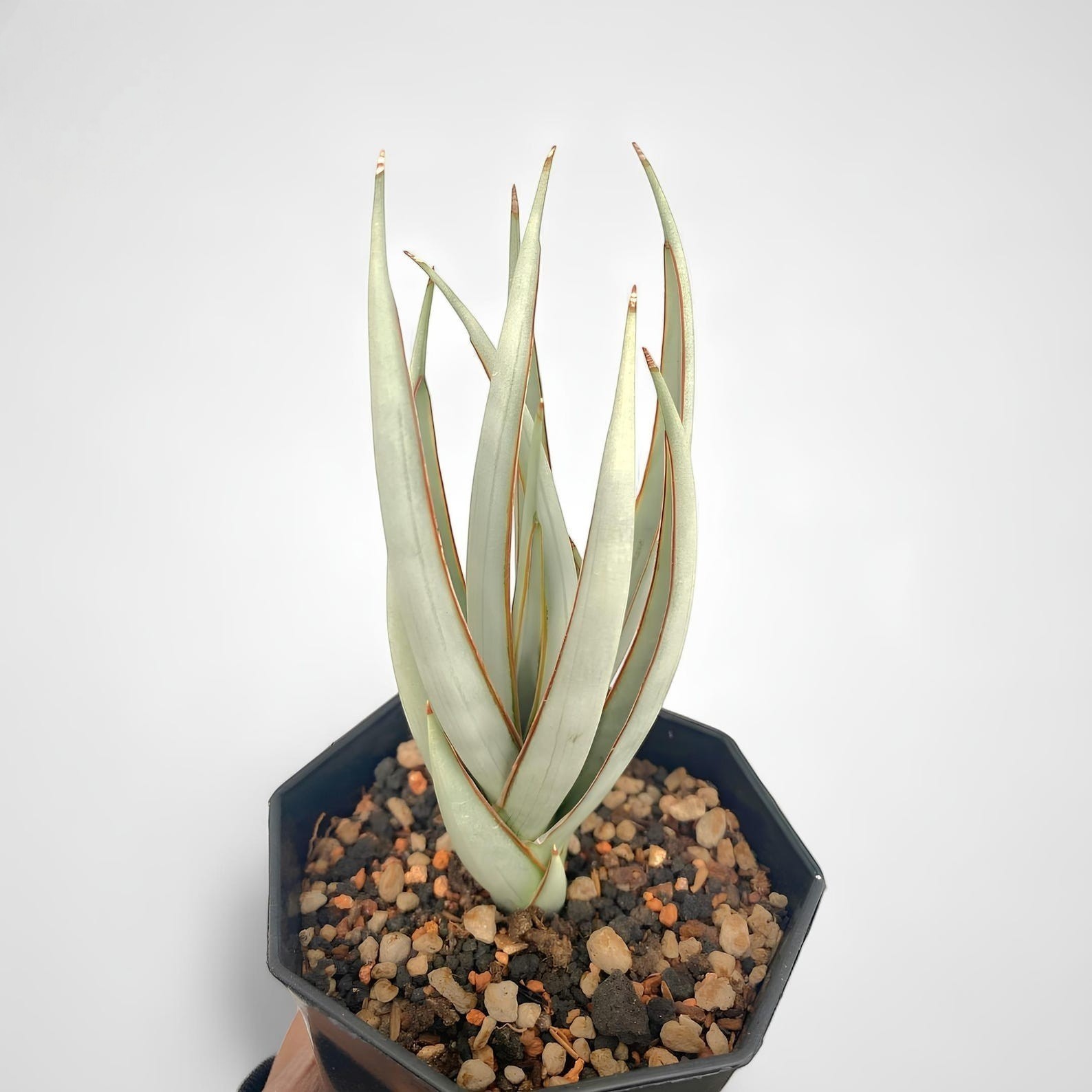Sansevieria Swan Dancer Rare Snake Uniqe Plant