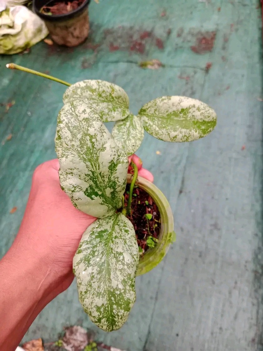 Hoya Waymaniae Silver Rare Hoya Plant | Exotic Tropical Houseplant