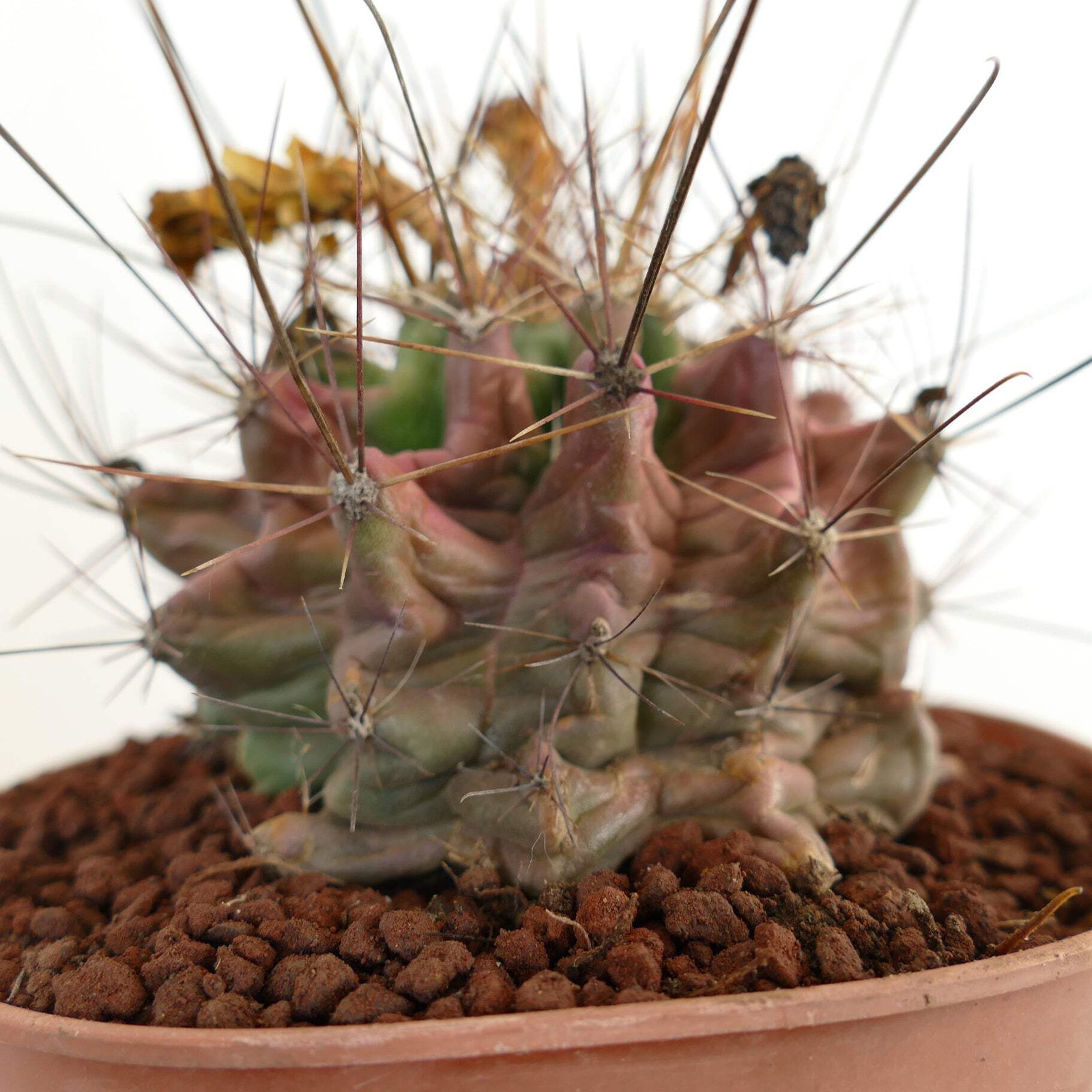 Ferocactus hamatacanthus UNUSUAL RIBS FORMS – Texas barrel cactus | Hooked barre