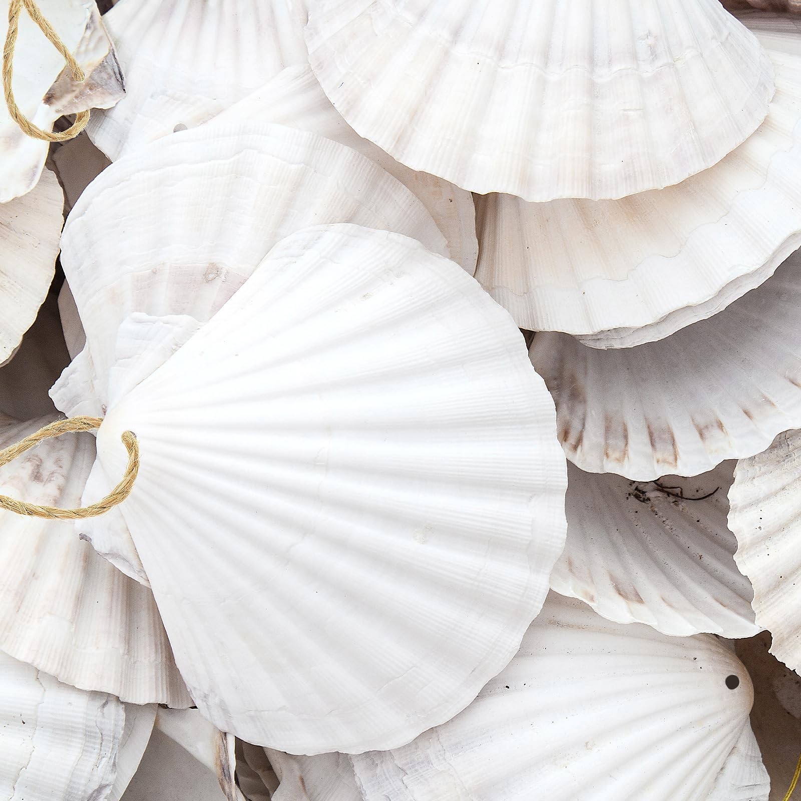 24 PCS 23 Inch Natural White Scallop Shells With Rope For Christmas Crafts