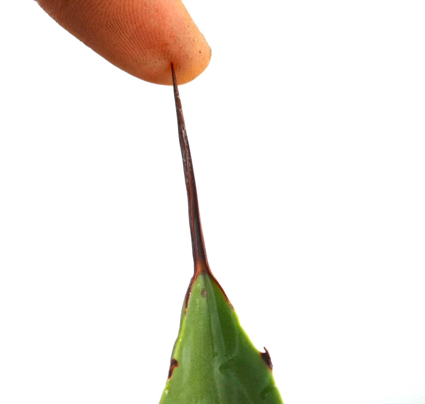 Agave bovicornuta X Agave americana – Cow-horn agave hybrid | American agave hyb