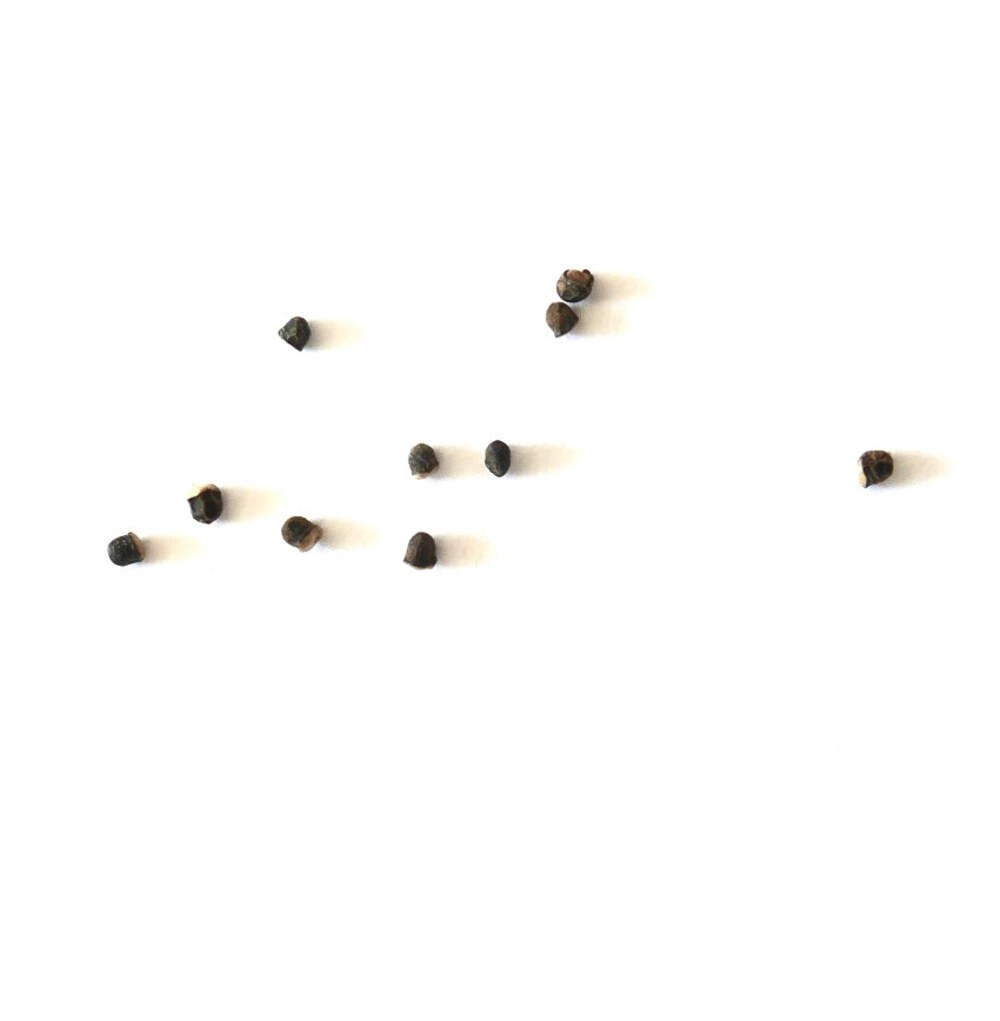 Wigginsia turbinata SEEDS – Rare Cactus SEEDS