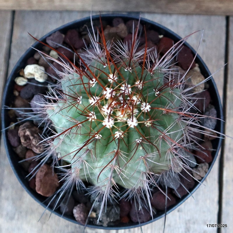 D5350 MELOCACTUS ERNESTII pot18-H14-W11 cm MaMa Cactus