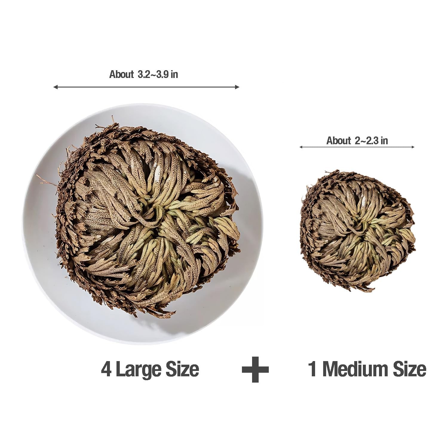 5 Pack Big 3.5″ Rose of Jericho Resurrection Plants, Flor De Jerico Original Dri