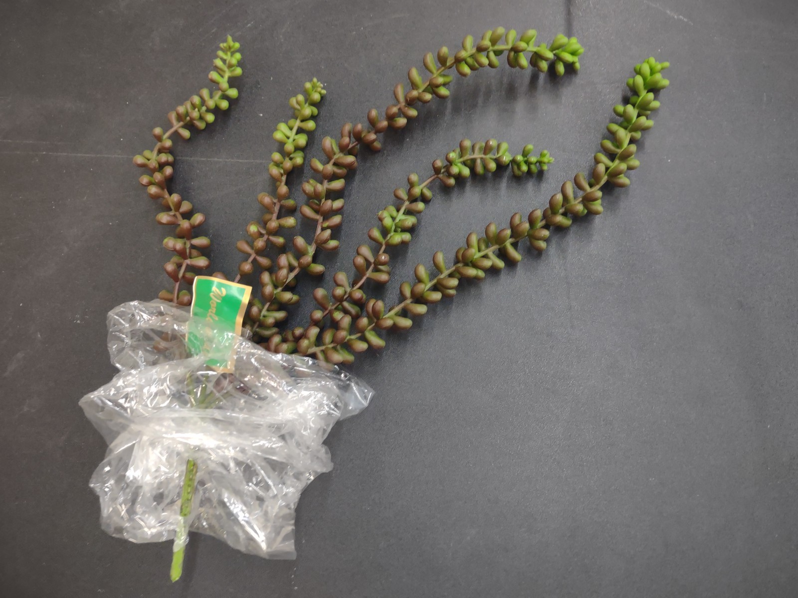 Hanging Pearl Succulent, Gorgeous Burgundy & Green, Retro Plastic Garden Plant