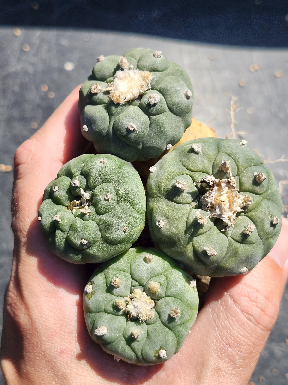 ONE(1) RARE Cactus sp koehresii, seed grown in 2.60″ pot, large root