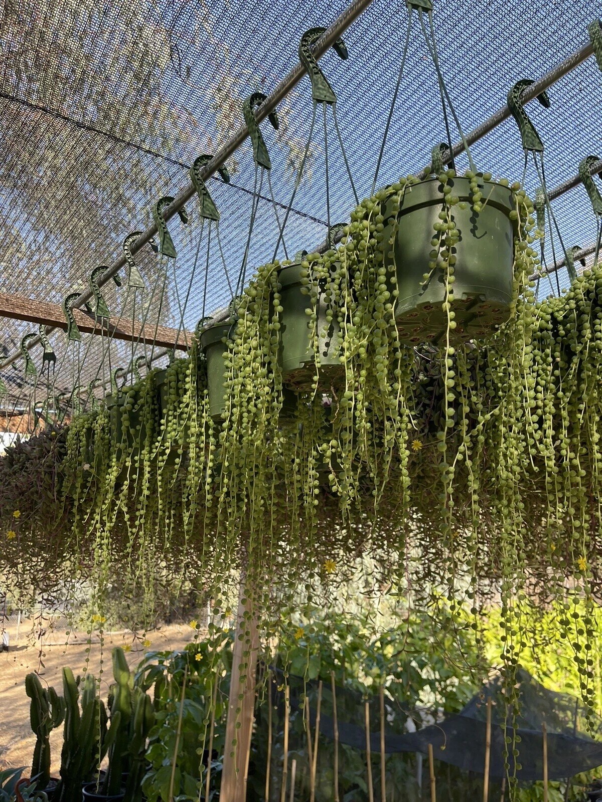 Live Succulent String of Pearls Live Plant Fully Rooted in 4″ Pot with Soil