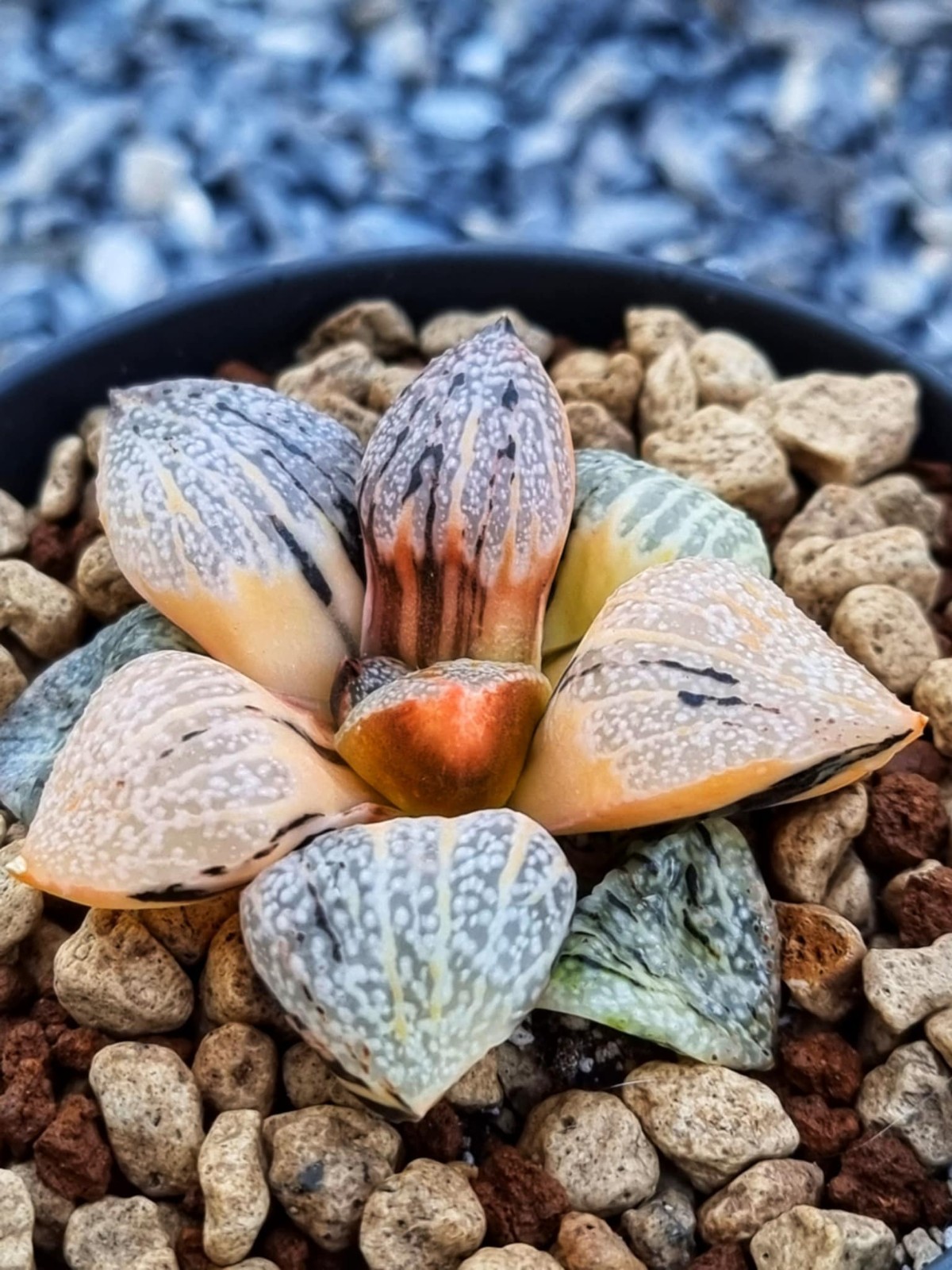 ็Haworthia Picta Totoro Variegated Rare Live Plant_Succulents_EU Seller