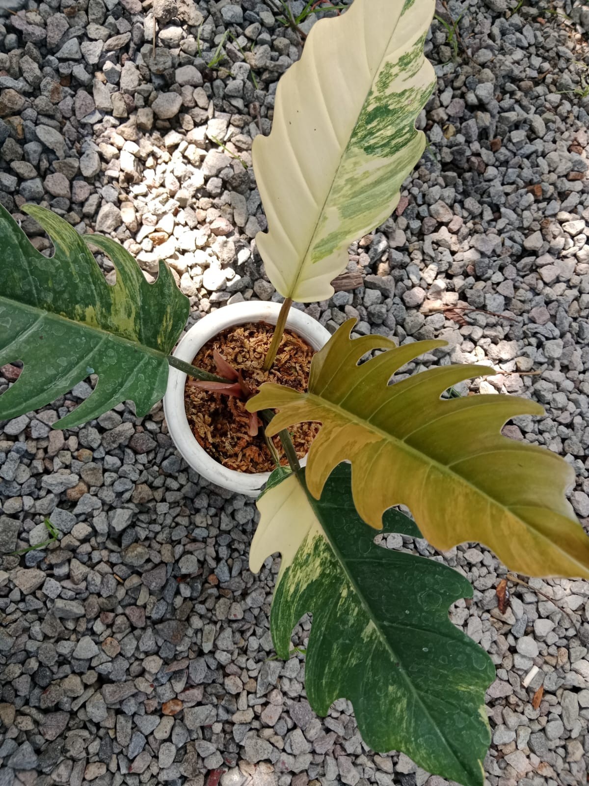 Philodendron Caramel Marble Variegata Rare Variegated | Tropical Houseplant
