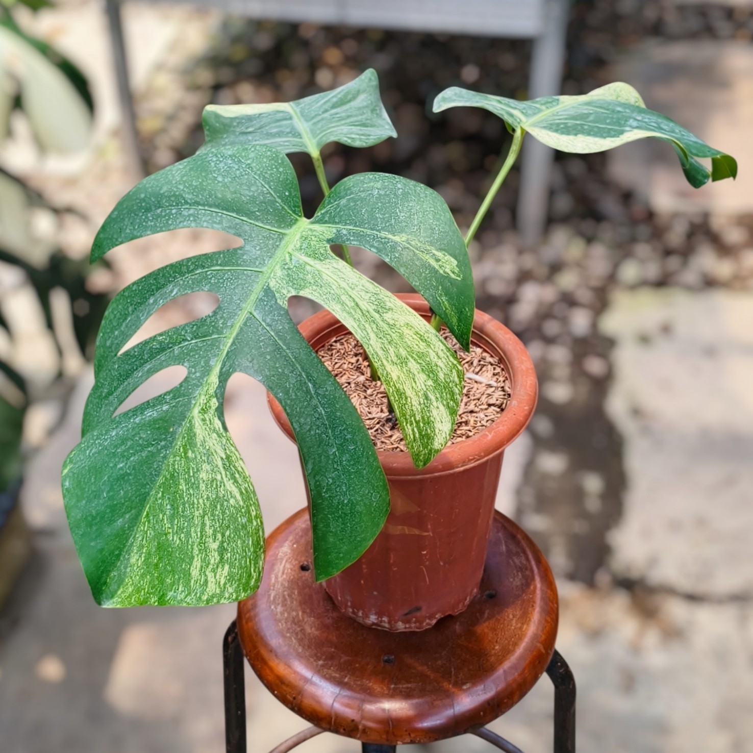 Monstera Mint Variegated Rare Plant