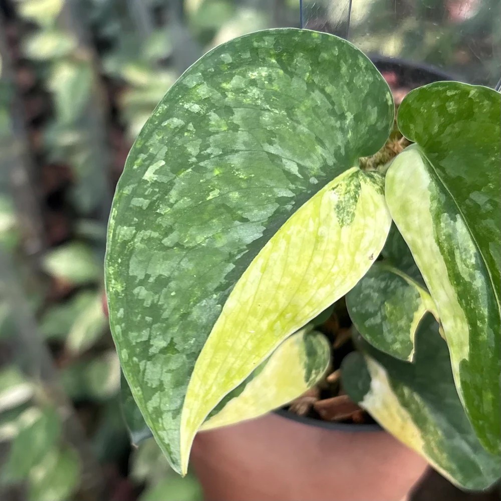 Real Picture Scindapsus Leopard Variegated Rare Plant