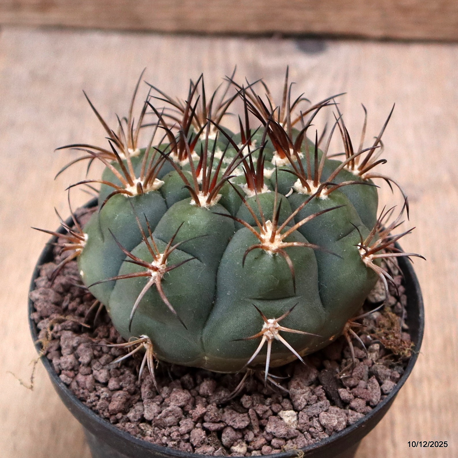 D7741 GYMNOCALYCIUM PFLANSII pot10-H6-W8 cm MaMa cactus