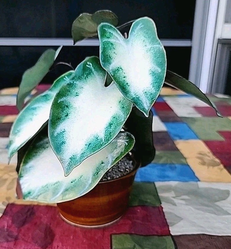 Vintage Enameled Metal Faux Variegated Alocasia Plant W Glazed Brown Pot *READ*