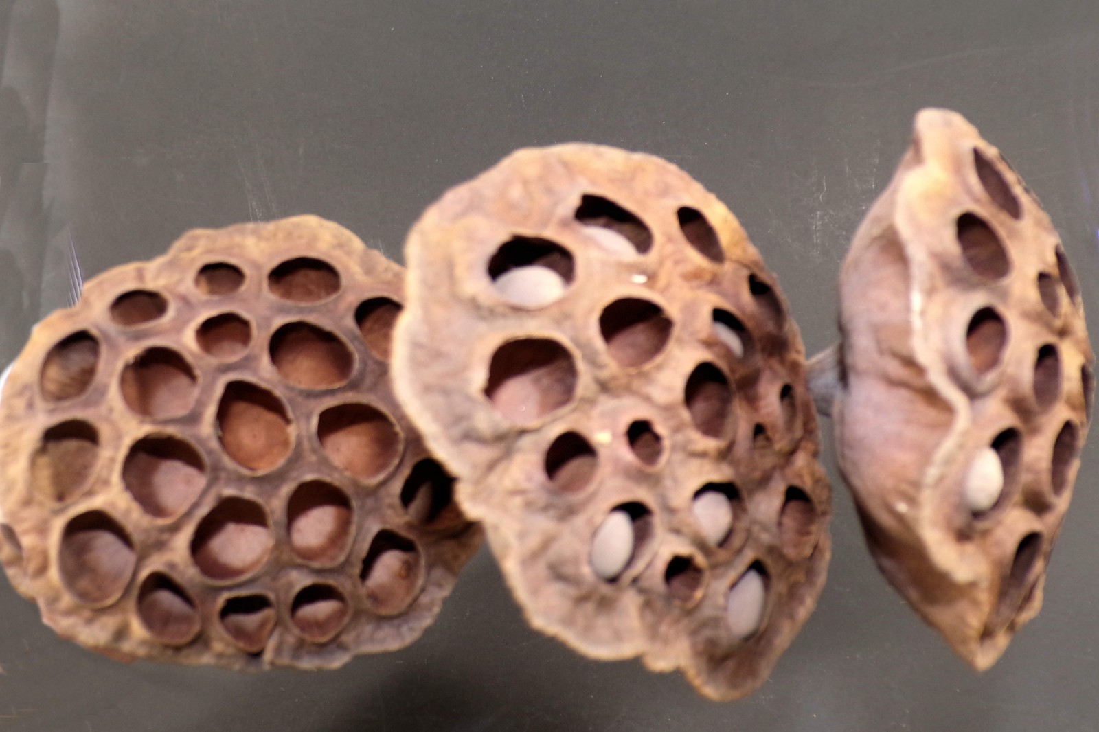 Lotus Seed Pods Lot of 3 Dried for Crafts and Decor 16″L