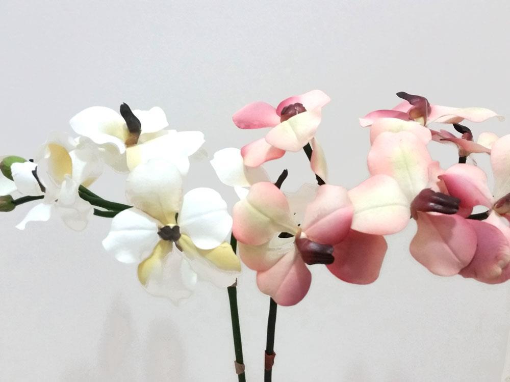 Butterfly Orchid Stems Choose Color