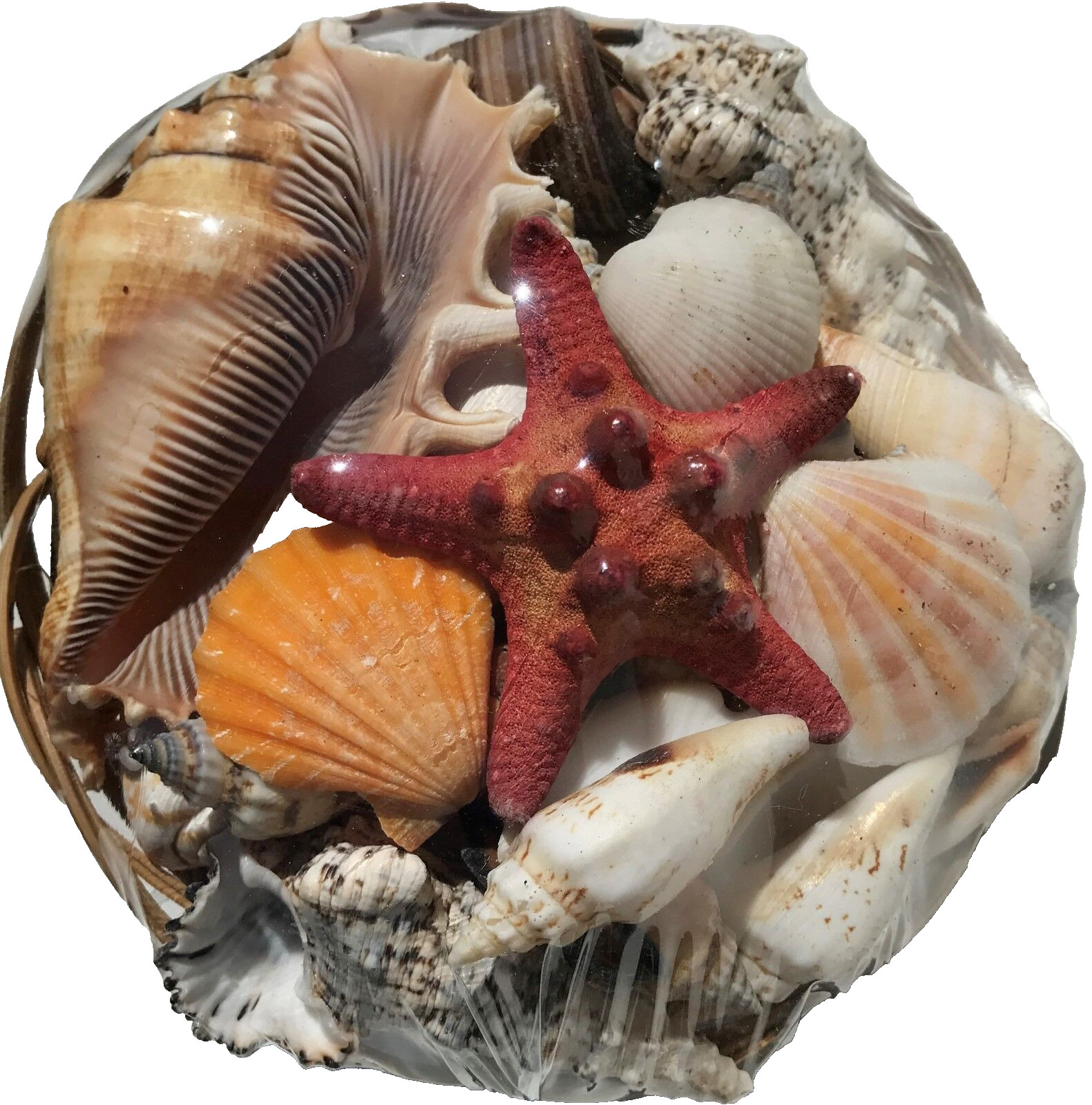 Pacific Authentic Seashells in Basket – Home Office Spa Decoration Assorted