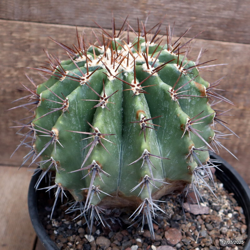D2855 ECHINOCACTUS PLATYCANTHUS SANTO DOMINGO pot22-H19-W18 cm MaMa Cactus