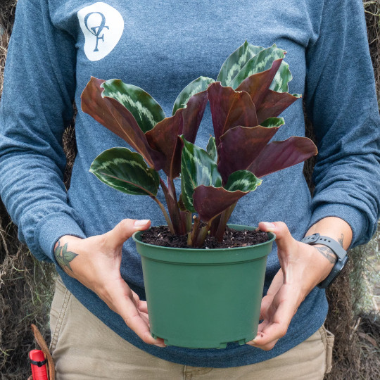 Calathea Medallion in 6 inch Pot | Indoor & Outdoor Live Tropical House plant