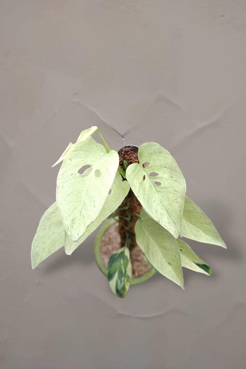 Monstera Laniata Mint Variegated Very Beauty Real Picture