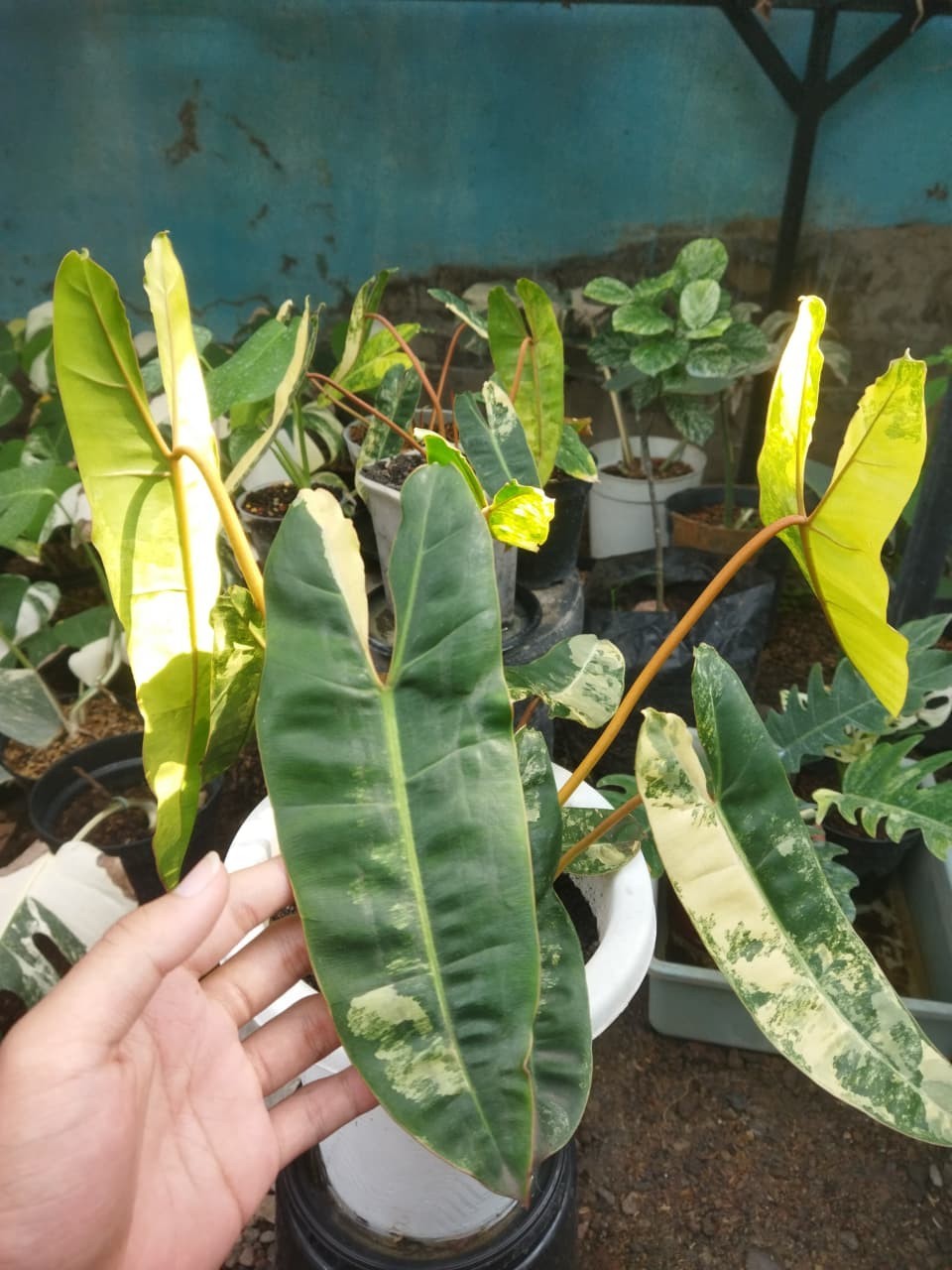 Real Pict Philodendron Billietiae Variegated Big Size Rare Plant Price $800