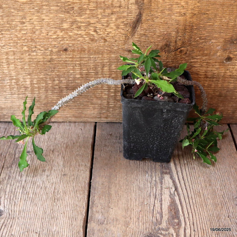 D4731 EUPHORBIA CROIZATII pot10-H21-W22 cm MaMa Cactus
