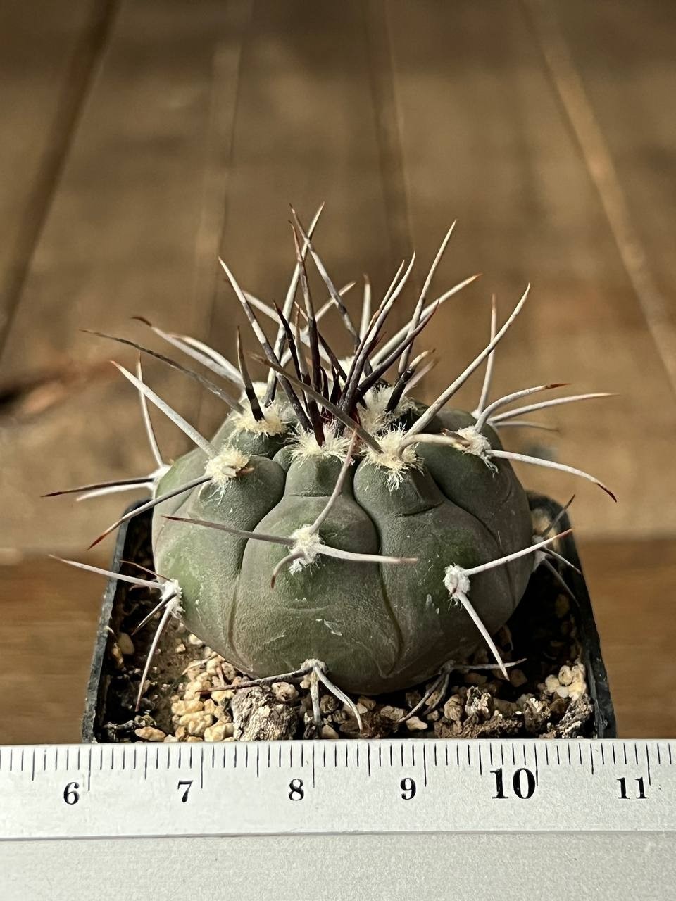 A43-1 Gymnocalycium bozsingianum, VS 19, Villa Chepes, La Rioja, own root