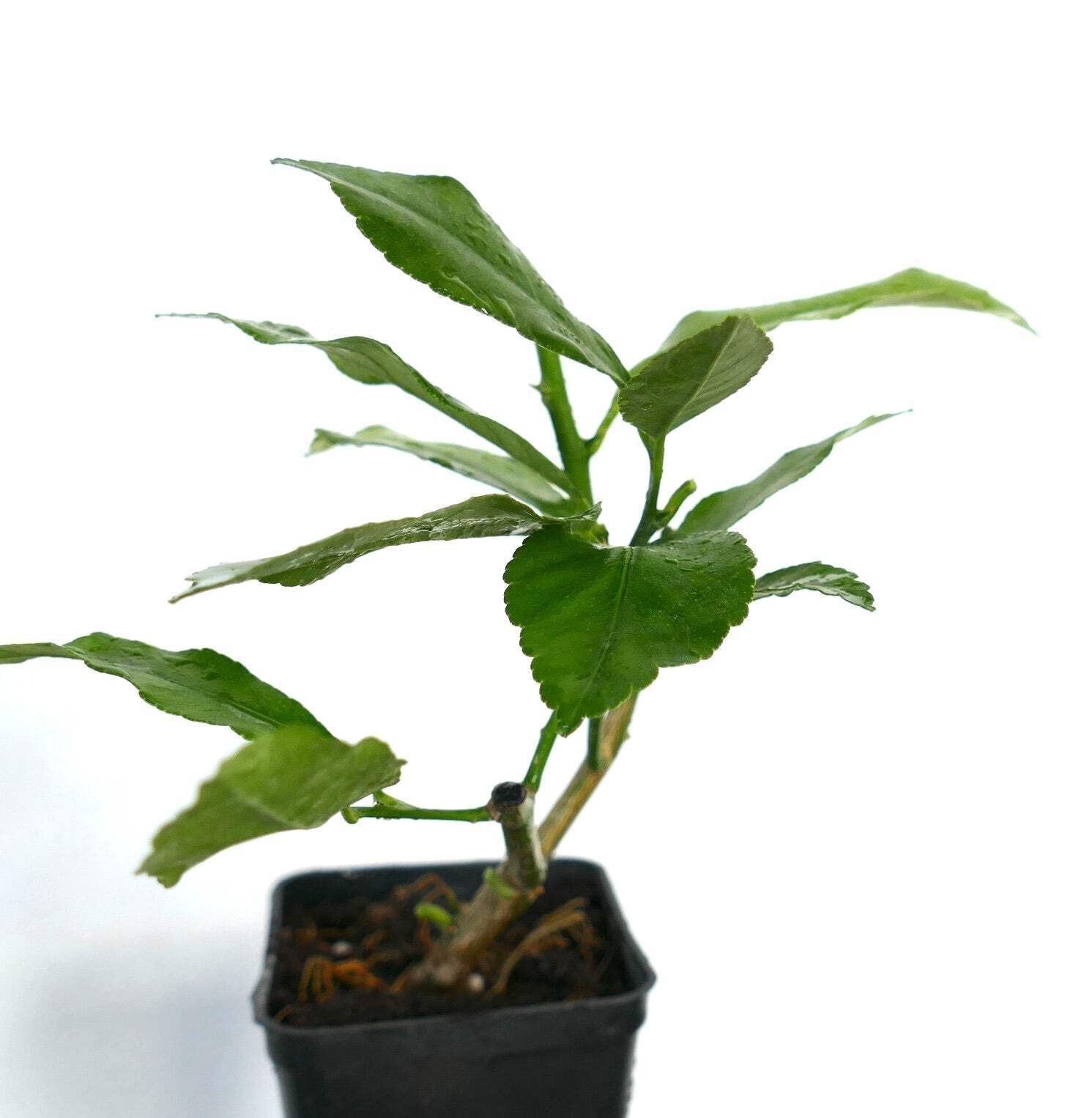 Citrus limon SORRENTO – SORRENTO LEMON PLANT TREE